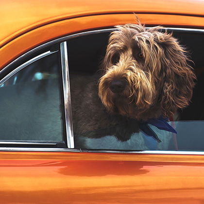 Dog sticking head out back of car